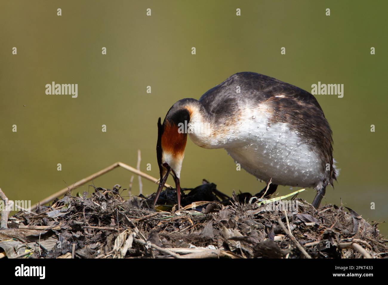 Great Crested Grebe überprüft seine Eier Stockfoto