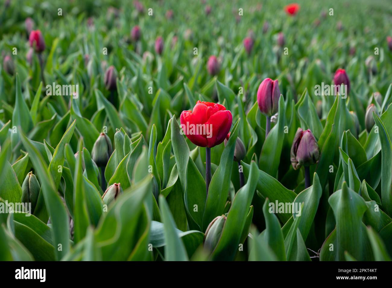 Holländischer Frühling, rote Tulpen in Blüte auf Bauernhöfen im april und Mai in der Nähe von Lisse, Nordholland, Niederlande Stockfoto