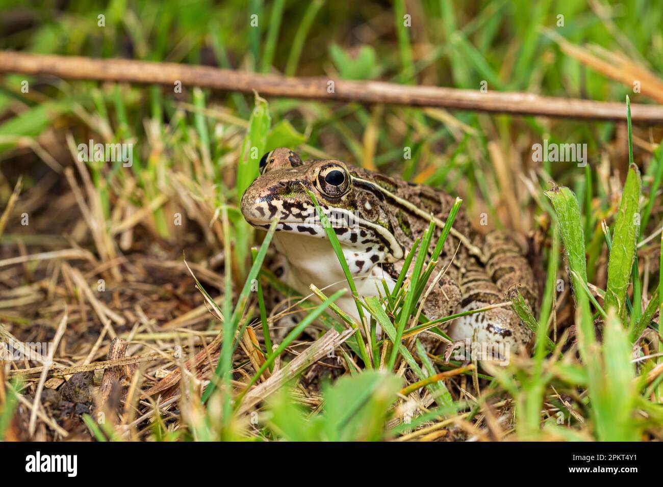 Südlicher Leopardenfrosch im Gras. Naturschutz, Gewohnheitsverlust und Naturschutzkonzept. Stockfoto