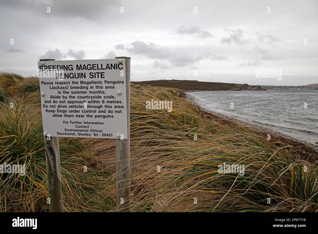 Schild nahe Stanley auf den Falklandinseln, Warnung vor der Zucht Magellanischer Pinguinkolonie. Stockfoto