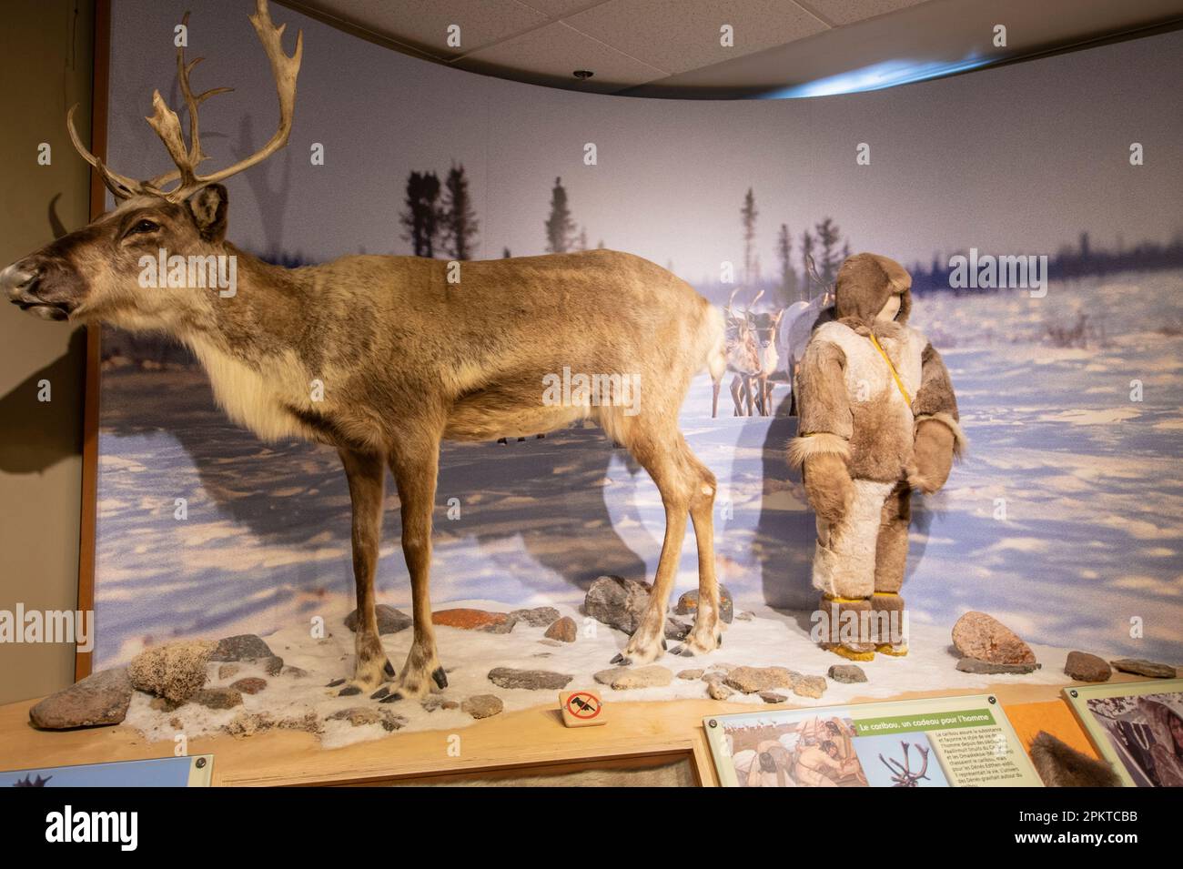 Caribou- und Jägerausstellung im Bahnhofsmuseum in Churchill, Manitoba, Kanada Stockfoto