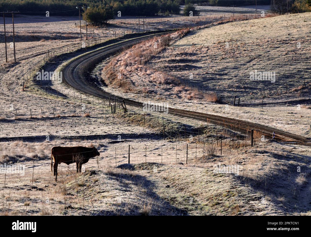 Am frühen Morgen liegt weißer Frost auf dem Gras entlang einer Straße südlich des Dorfes Cedarville in der Provinz Eastern Cape Stockfoto