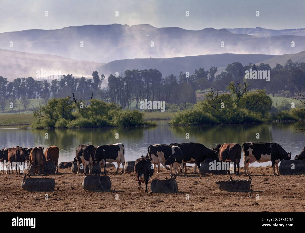 Weidenbäume spiegeln sich entlang des kleinen Ufersees nördlich der Bauernstadt Cedarville. Im Vordergrund befindet sich eine Herde Friesland Molkerei CO Stockfoto