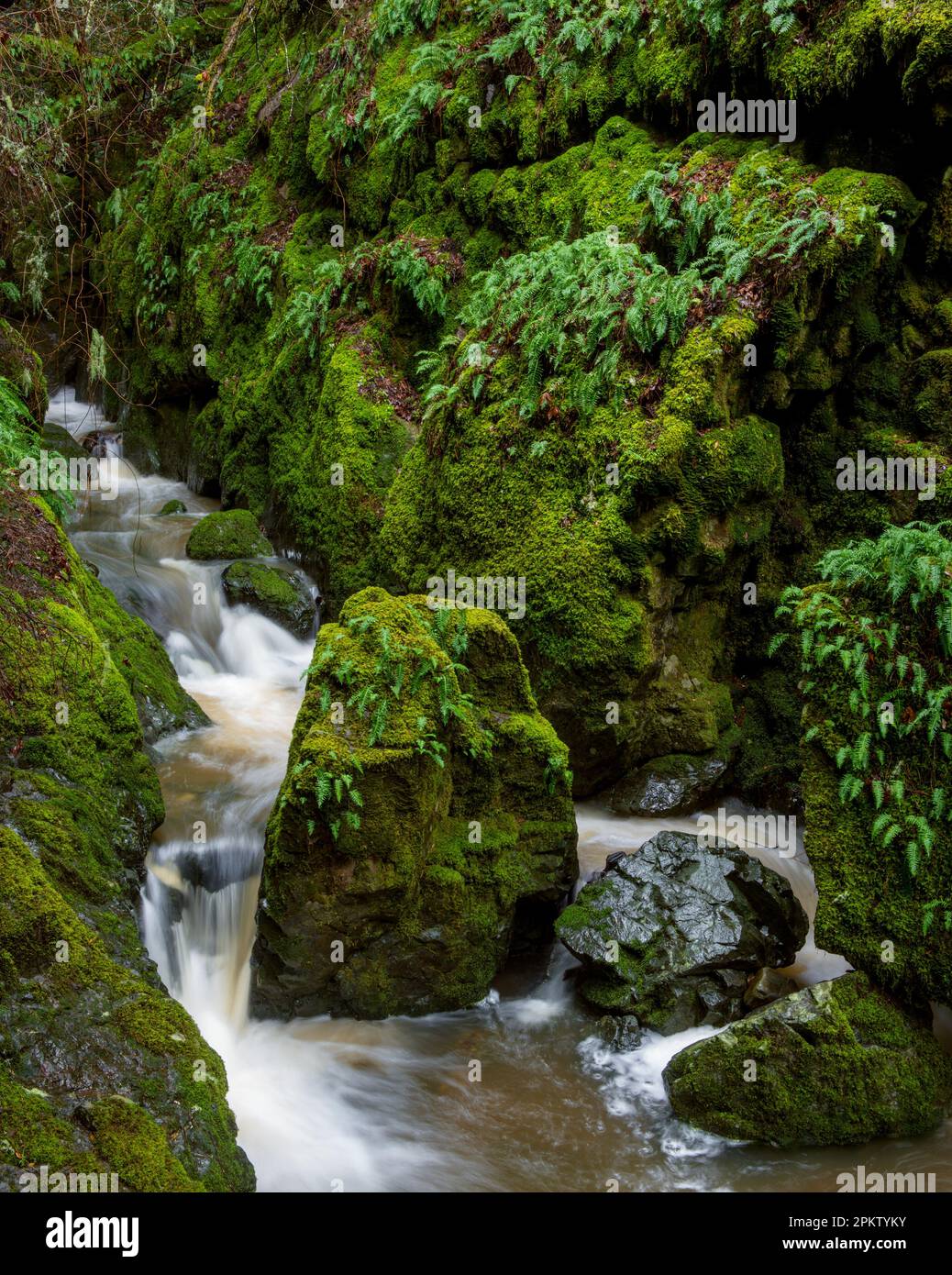 Cataract Creek, Mount Tamalpais, Marin County, Kalifornien Stockfoto