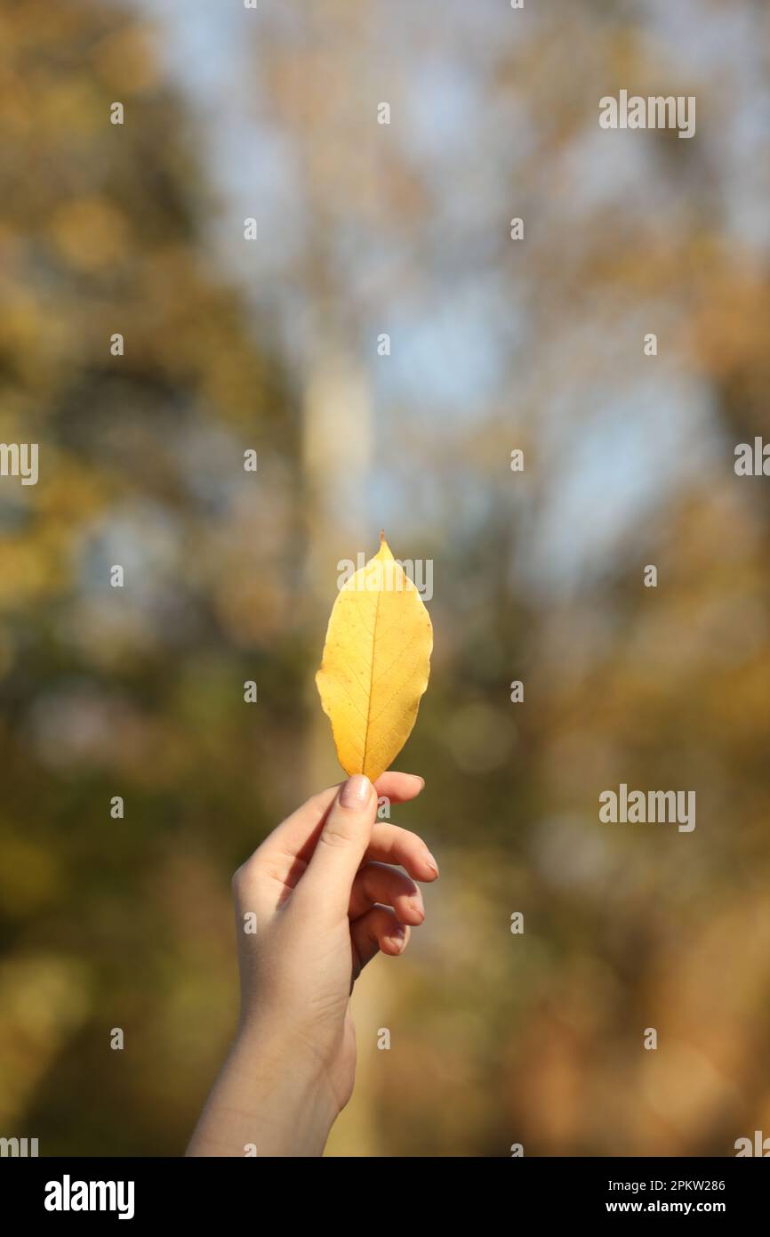 Eine Frau mit wunderschönem Herbstblatt im Freien an einem sonnigen Tag, Schließung. Platz für Text Stockfoto