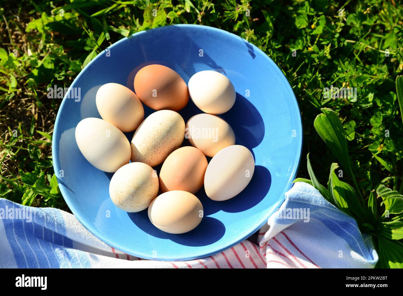 Teller mit verschiedenen Eiern und Servietten auf grünem Gras im Freien, Blick über die Straße Stockfoto