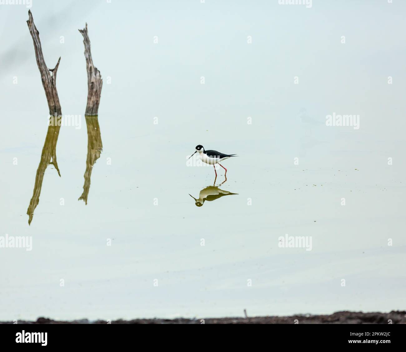 Im Mitchell Lake Audubon Center in San Antonio, Texas, befindet sich ein Schwarzhalsstiel (Himantopus mexicanus) mit Reflexionen im Wasser. Stockfoto