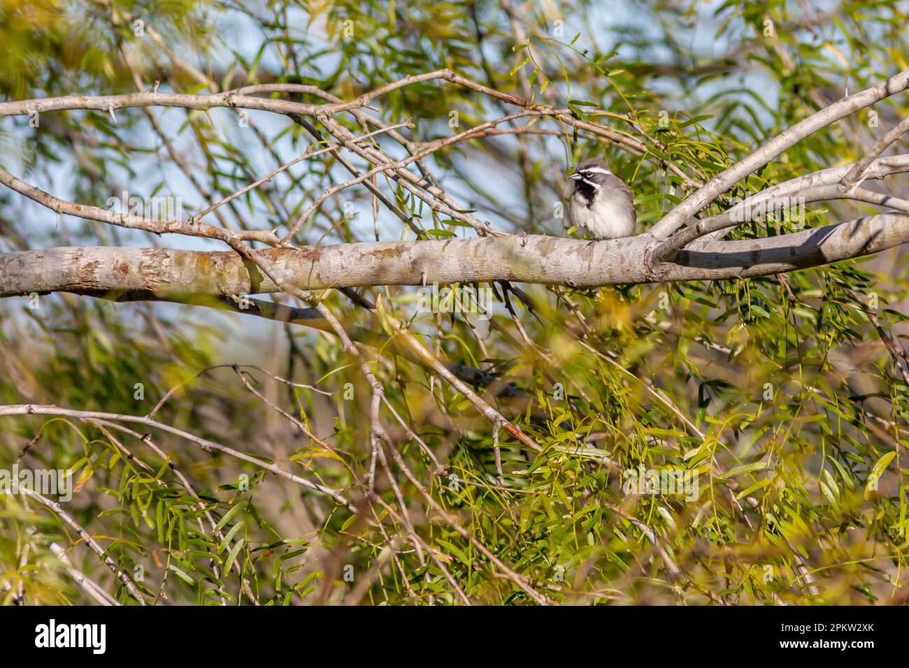 Ein Schwarzkehlkopf (Amphispiza bilineata) auf FM 70 und Knolle Road bei Sandia, Texas. Vogelbeobachtung mit Freunden. Stockfoto