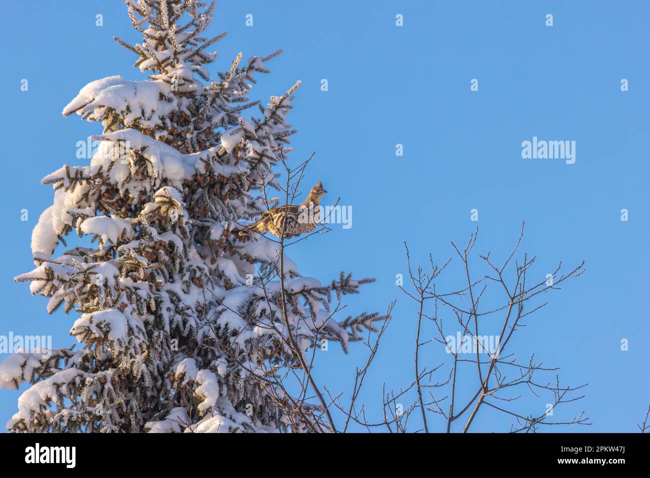 Die Fütterung von Baumknospen in Nord-Wisconsin mit Muschelhuhn. Stockfoto