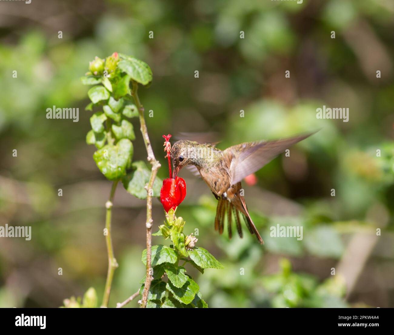 Buff-Bauch-Kolibri auf turks-Kappenblume in South Texas. Stockfoto