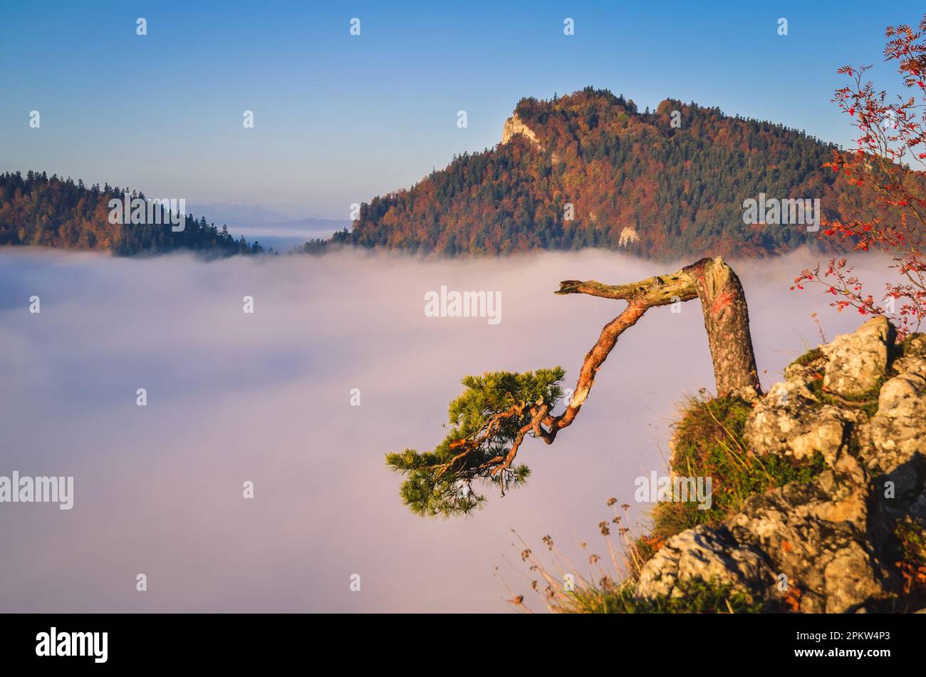 Wunderschöne Herbstlandschaft auf dem Gipfel des Berges über den Wolken. Farbenfroher Vormittag auf dem Berg Sokolica im Nationalpark Pieniny, Polen. Stockfoto