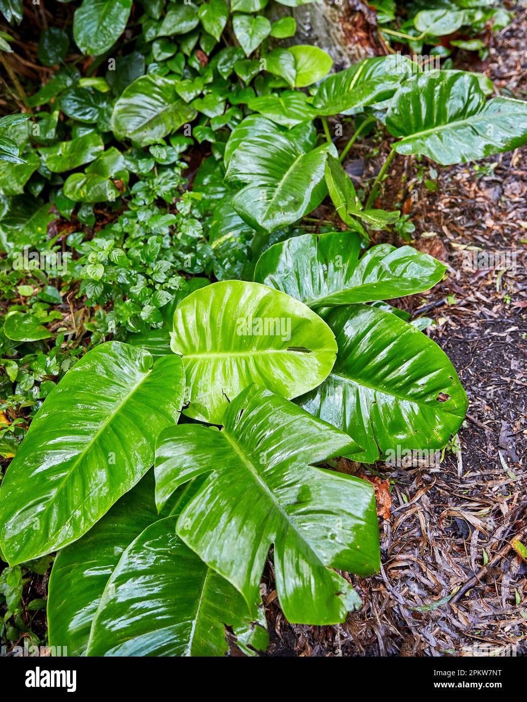 Tropischer wald philodendron Fotos und Bildmaterial in hoher