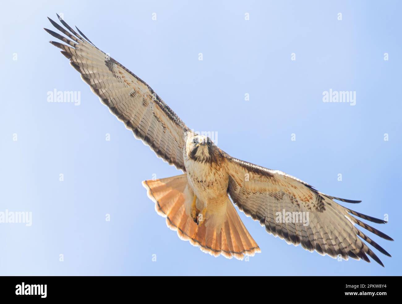 Rotschwänziger im Flug Stockfoto