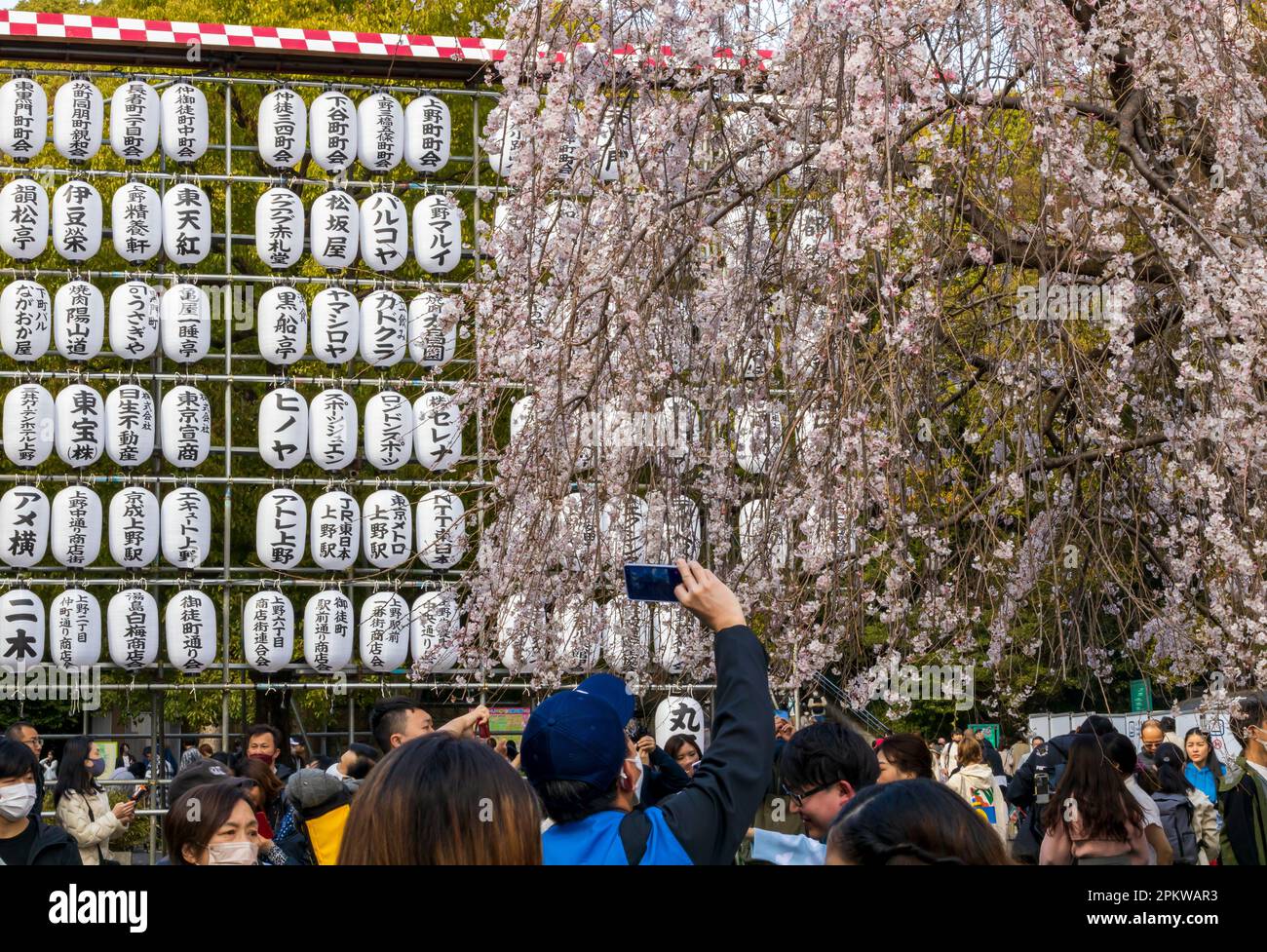 Tokio, Japan - 20. März 2023: Besucher genießen Kirschblüten (Sakura) im Ueno Park, Tokio, Japan Stockfoto