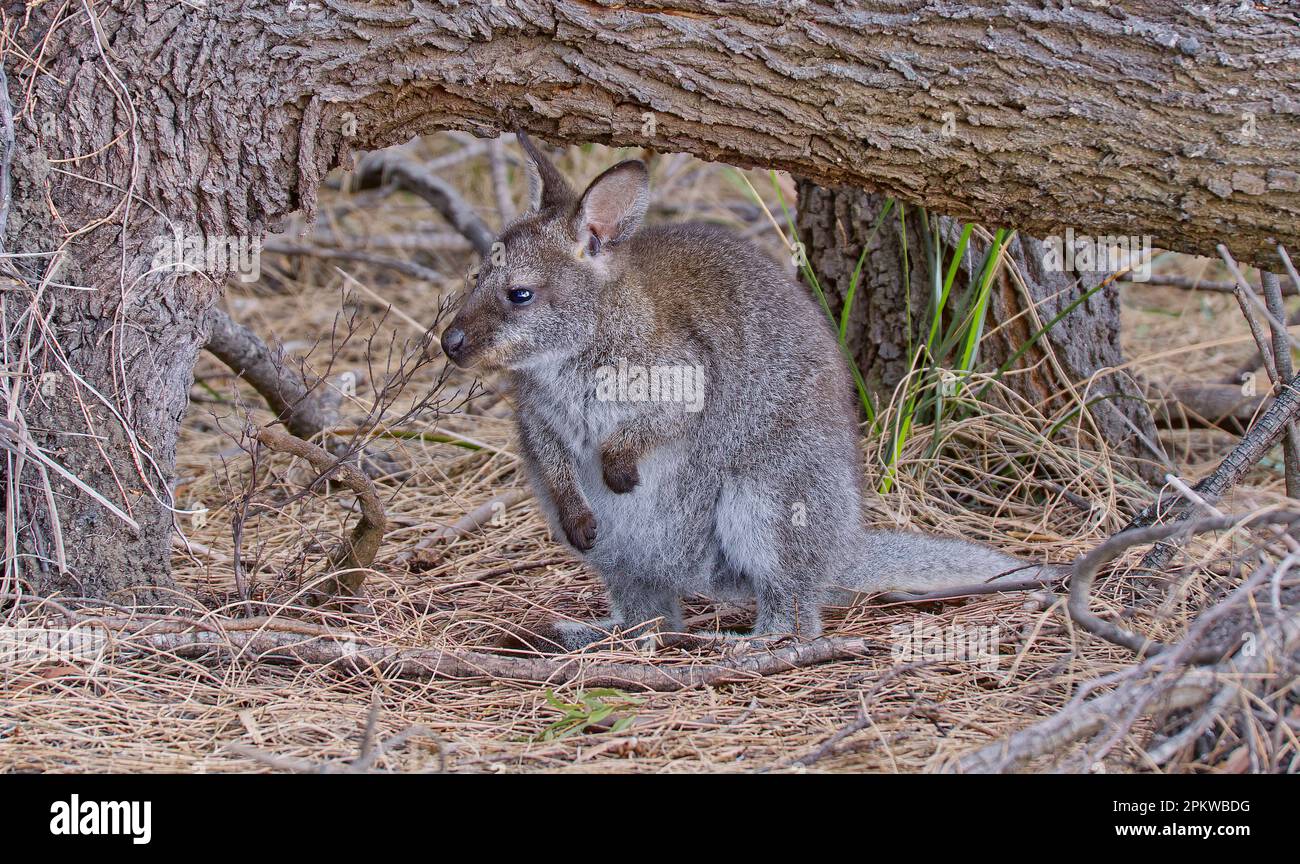 Jungtiere oder unreife Rothalskopf oder Bennett's Wallaby unter einem umgestürzten Baum mit getrockneten Casuarina Nadeln am Fluted Cape, Bruny Island, Tasmanien, Australien Stockfoto
