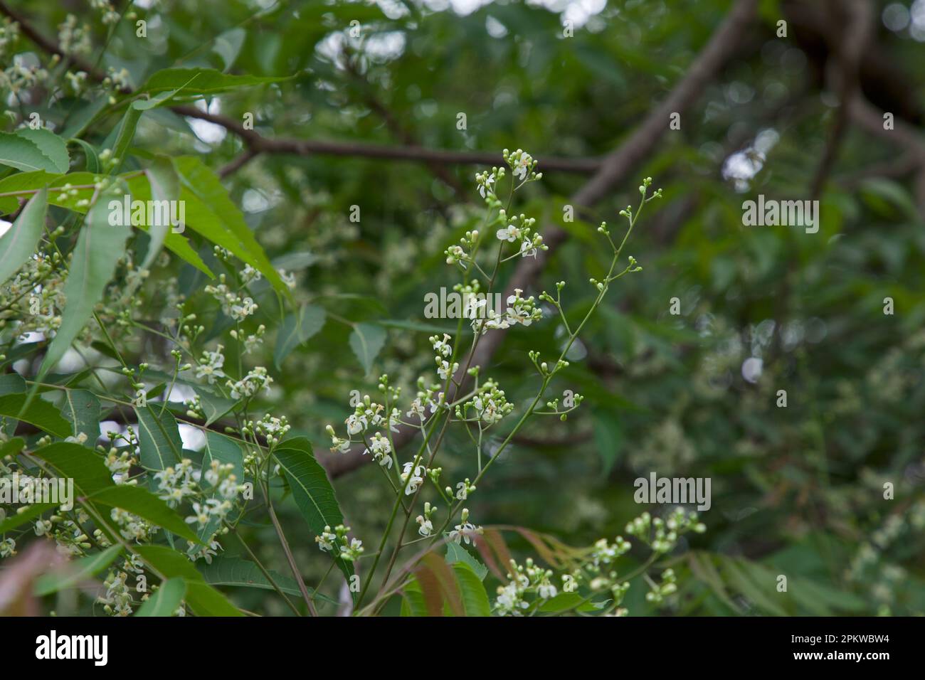 Neem-Blumen-Nahaufnahme. Azadirachta indica. Stockfoto