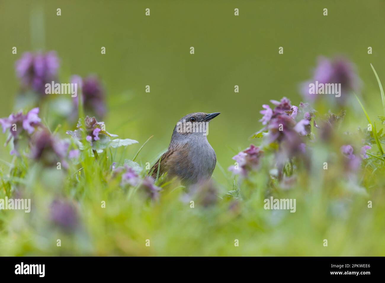 Dunnock Prunella modularis, Erwachsener, der unter dem roten, nettellosen Lamium purpureum steht, Blumen, Suffolk, England, April Stockfoto