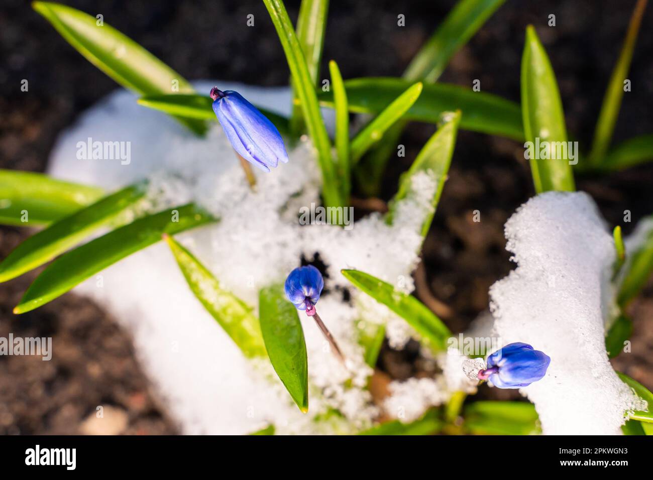 Kleine blaue scilla-Blumen wachsen unter dem Schnee, Nahaufnahme auf einem verschwommenen Hintergrund. Frühlingsblüten Stockfoto