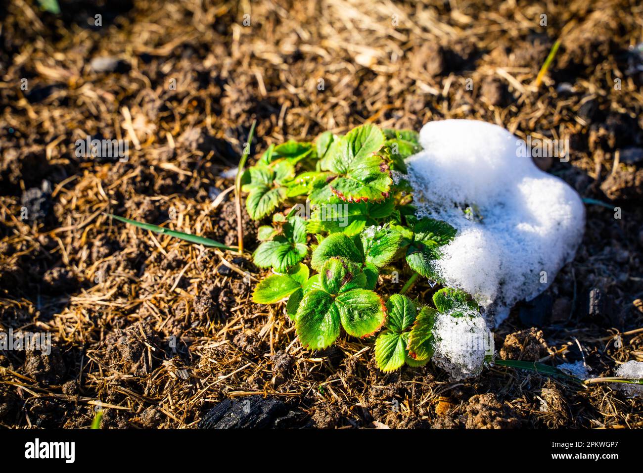 Etwas Schnee auf einem Gartenbett mit einem Erdbeerbusch bei sonnigem Wetter, Nahaufnahme. Frühjahrserwärmung und schmelzender Schnee Stockfoto