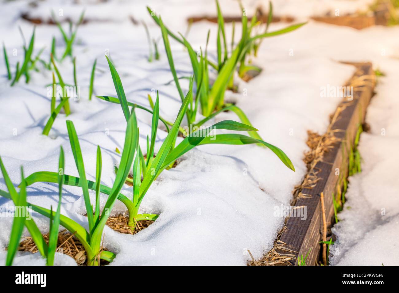 Früher Knoblauch wächst im Garten, Schnee auf den Beeten im Frühling. Grüne Pflanzen im Schnee Stockfoto