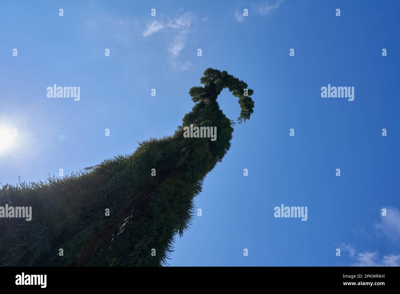 Baumsequoiadendron giganteum, Pendulum (Hänge-Mammutbaum). Pflanzen Sie schräg von unten, blauer Himmel im Hintergrund. Sonnenstern. Stockfoto