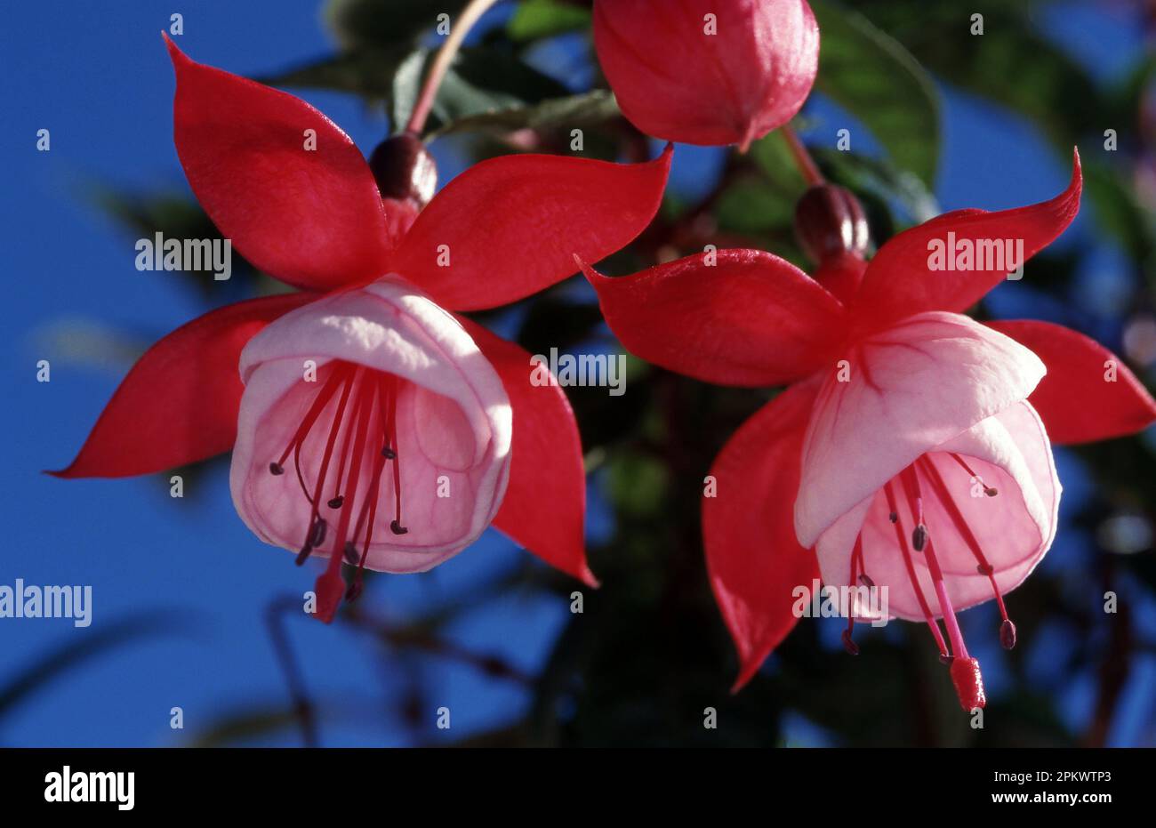 NAHANSICHT VON ROTEN UND ROSA 'BALLERINA' FUCHSIA BLÜTEN. Stockfoto