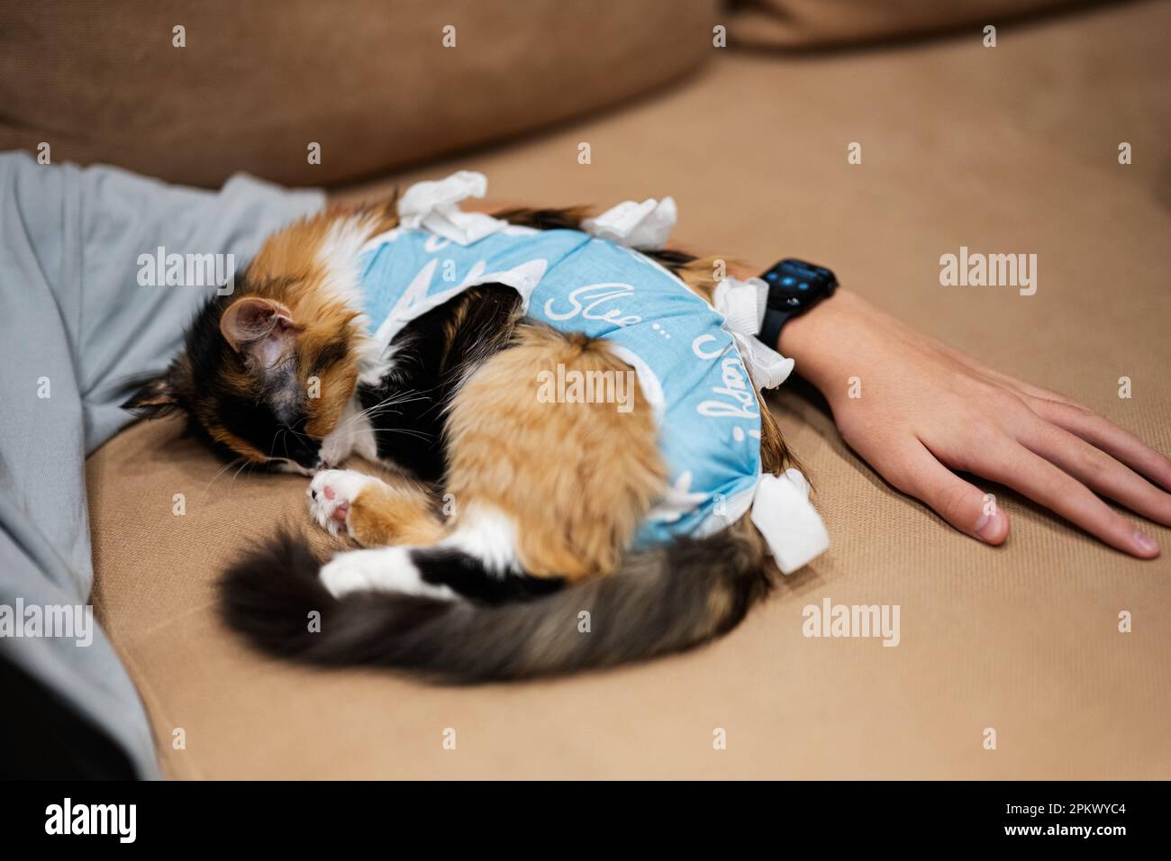 Männerhand mit Schlafkatze in einem Verband nach Operationen. Die Pflege eines Haustiers nach kavitärer Sterilisation. Stockfoto