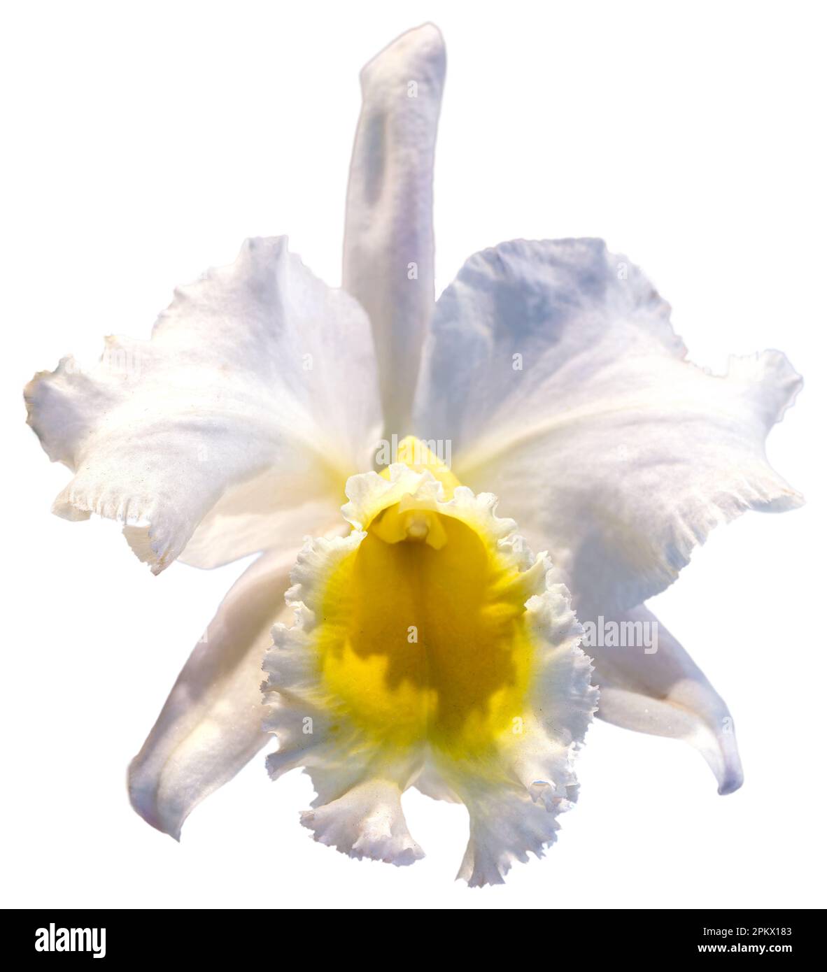 Blütenfarben sind weiß und gelb. Eine Orchidee der Gattung Cattleya. Nahaufnahme einer einsamen, schönen Pflanze. Stockfoto