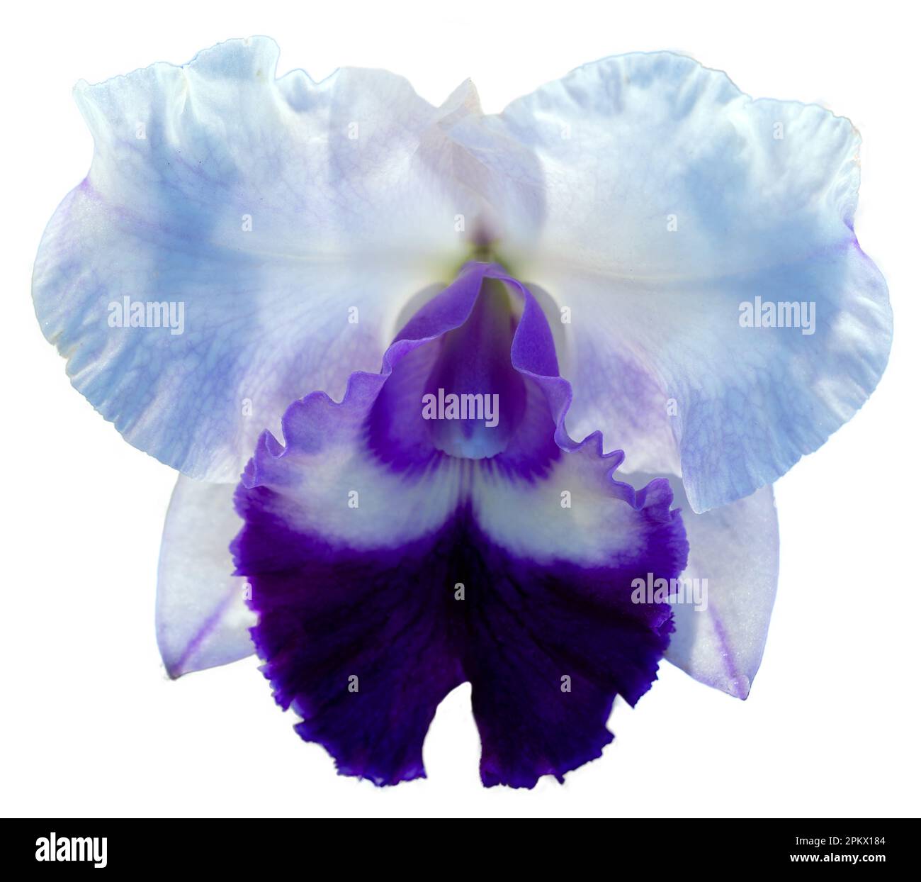 Die Blütenfarben sind weiß und lila. Eine Orchidee der Gattung Cattleya. Nahaufnahme einer einsamen, schönen Pflanze. Stockfoto