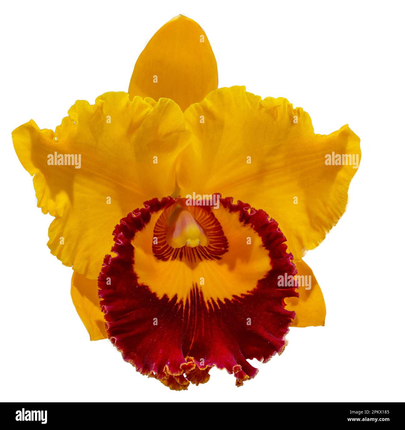 Die Blütenfarben sind gelb und braun. Eine Orchidee der Gattung Cattleya. Nahaufnahme einer einsamen, schönen Pflanze. Stockfoto