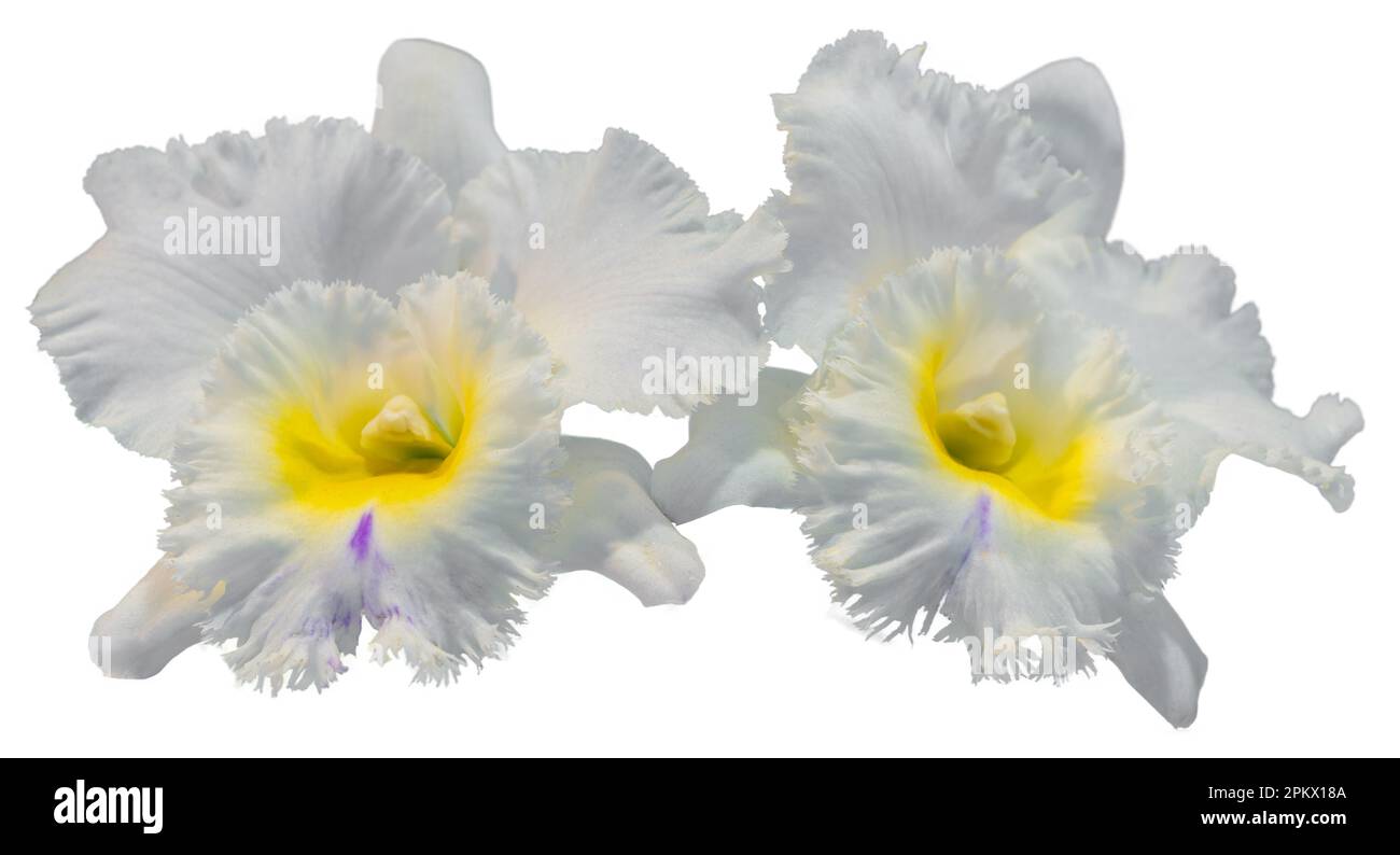 Die Blütenfarben sind weiß, gelb und violett. Eine Orchidee der Gattung Cattleya. Nahaufnahme einer einsamen, schönen Pflanze. Stockfoto