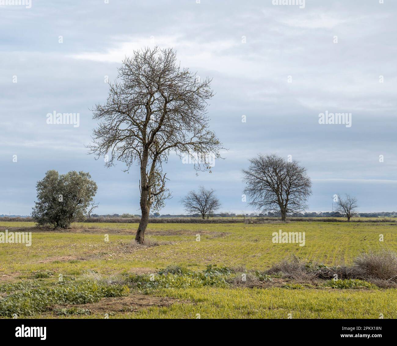 Ein friedliches Feld mit sanften Hügeln und schwingendem Gras, beleuchtet von einem wolkenreichen Himmel. Ein perfektes Beispiel für die Schönheit der Natur. Stockfoto