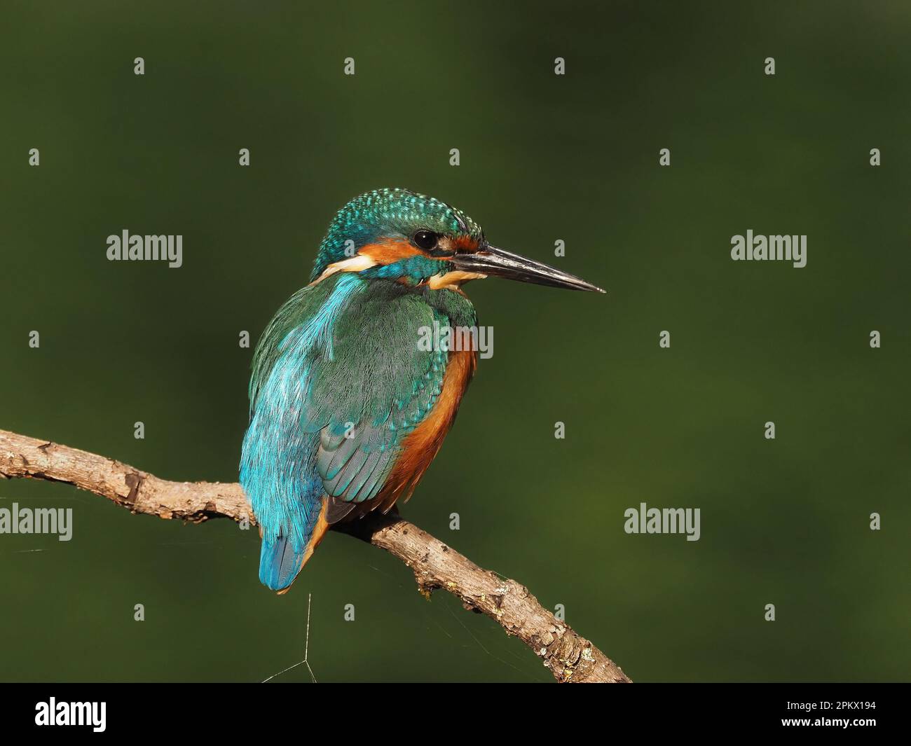 Kingfisher sind einer der farbenprächtigsten britischen Vögel, es wurde berichtet, dass dies Raubtiere abschrecken soll, da sie angeblich geschmacklos sind! Stockfoto