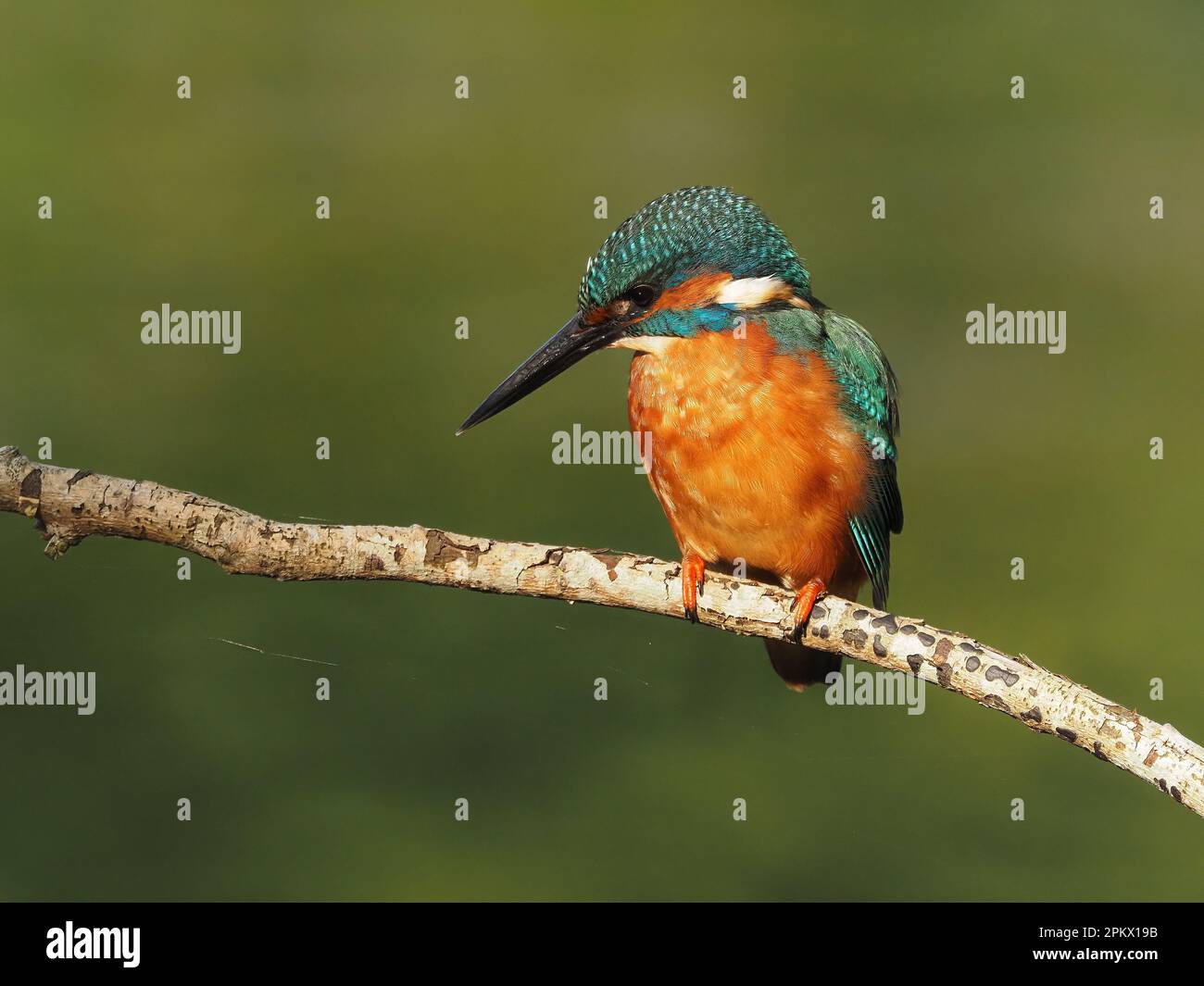 Kingfisher sind einer der farbenprächtigsten britischen Vögel, es wurde berichtet, dass dies Raubtiere abschrecken soll, da sie angeblich geschmacklos sind! Stockfoto