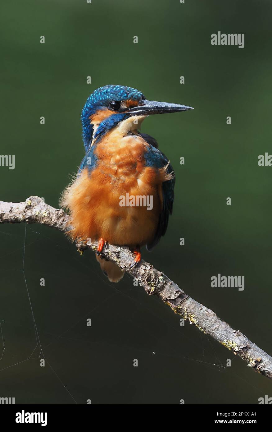 Kingfisher sind einer der farbenprächtigsten britischen Vögel, es wurde berichtet, dass dies Raubtiere abschrecken soll, da sie angeblich geschmacklos sind! Stockfoto