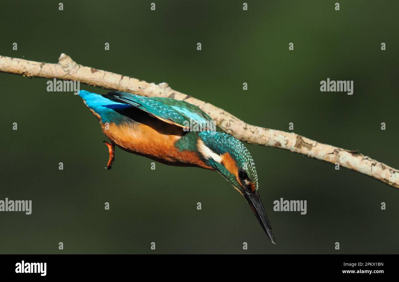 Kingfisher sind einer der farbenprächtigsten britischen Vögel, es wurde berichtet, dass dies Raubtiere abschrecken soll, da sie angeblich geschmacklos sind! Stockfoto