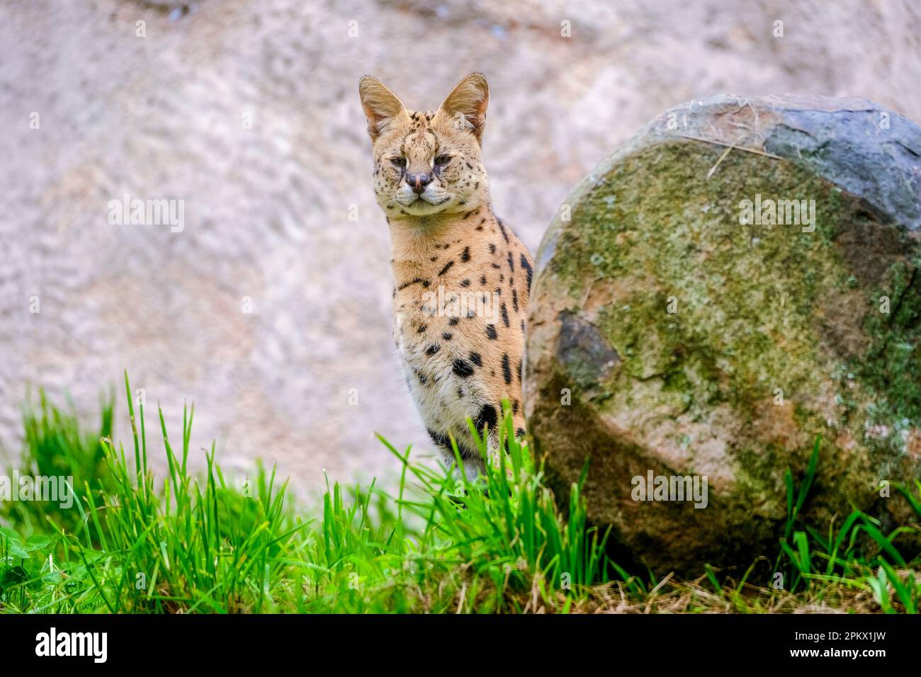 Serval versieht seine Umgebung in seinem Gehege in einem Zoo Stockfoto