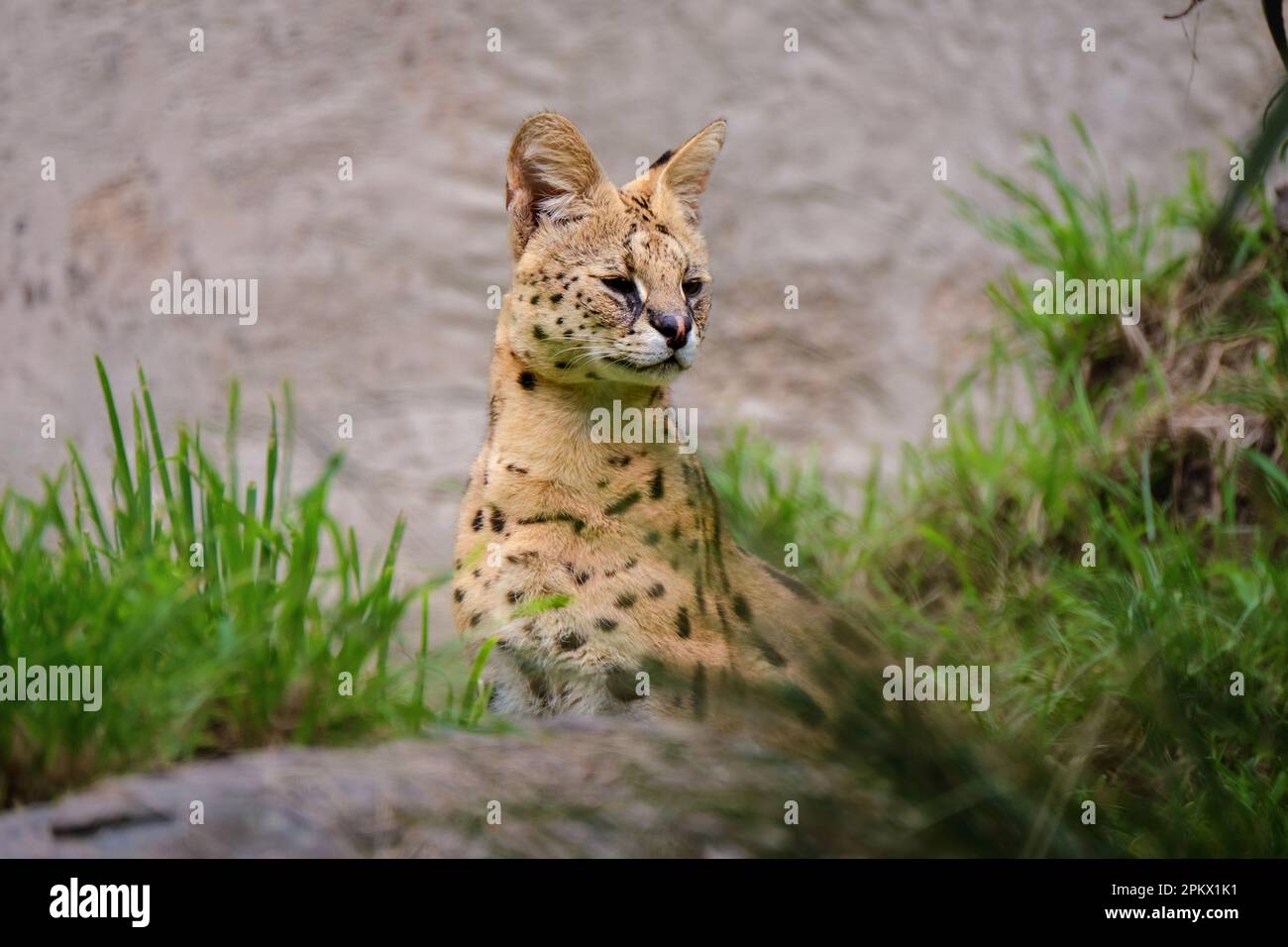 Serval versieht seine Umgebung in seinem Gehege in einem Zoo Stockfoto