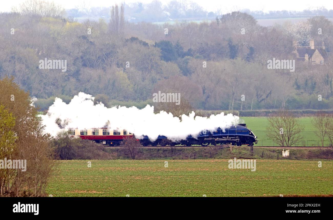 Die Dampflokomotive Sir Nigel Gresley 60007, die in der BR Blue-Lackierung glänzend aussieht und in Richtung Peterborough fährt, bevor der Zug das Wochenende mit der Nene Valley Railway in Peterborough, Cambridgeshire, verbringt. Stockfoto