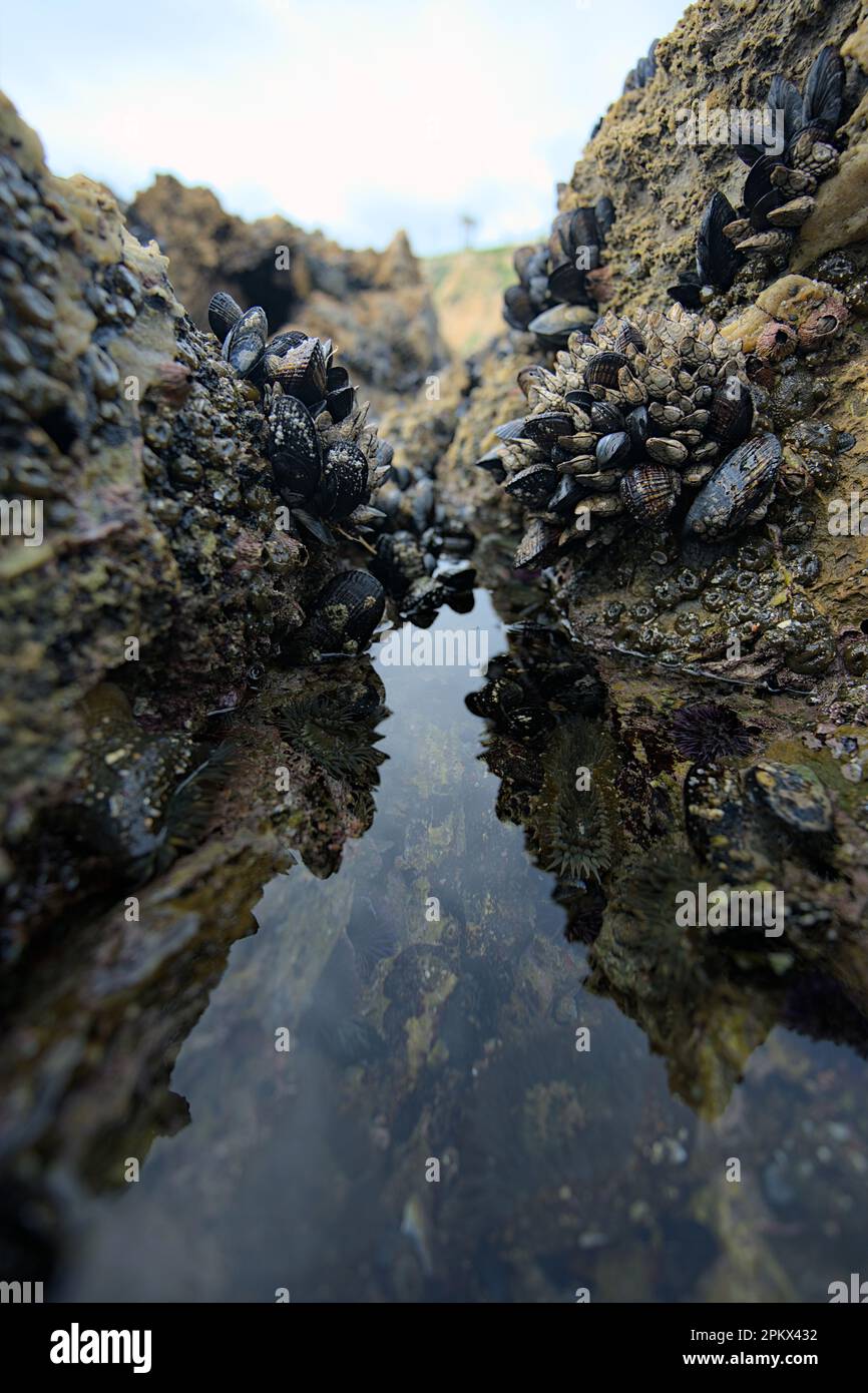 Muscheln und Barnius über einem Gezeitenbecken Stockfoto