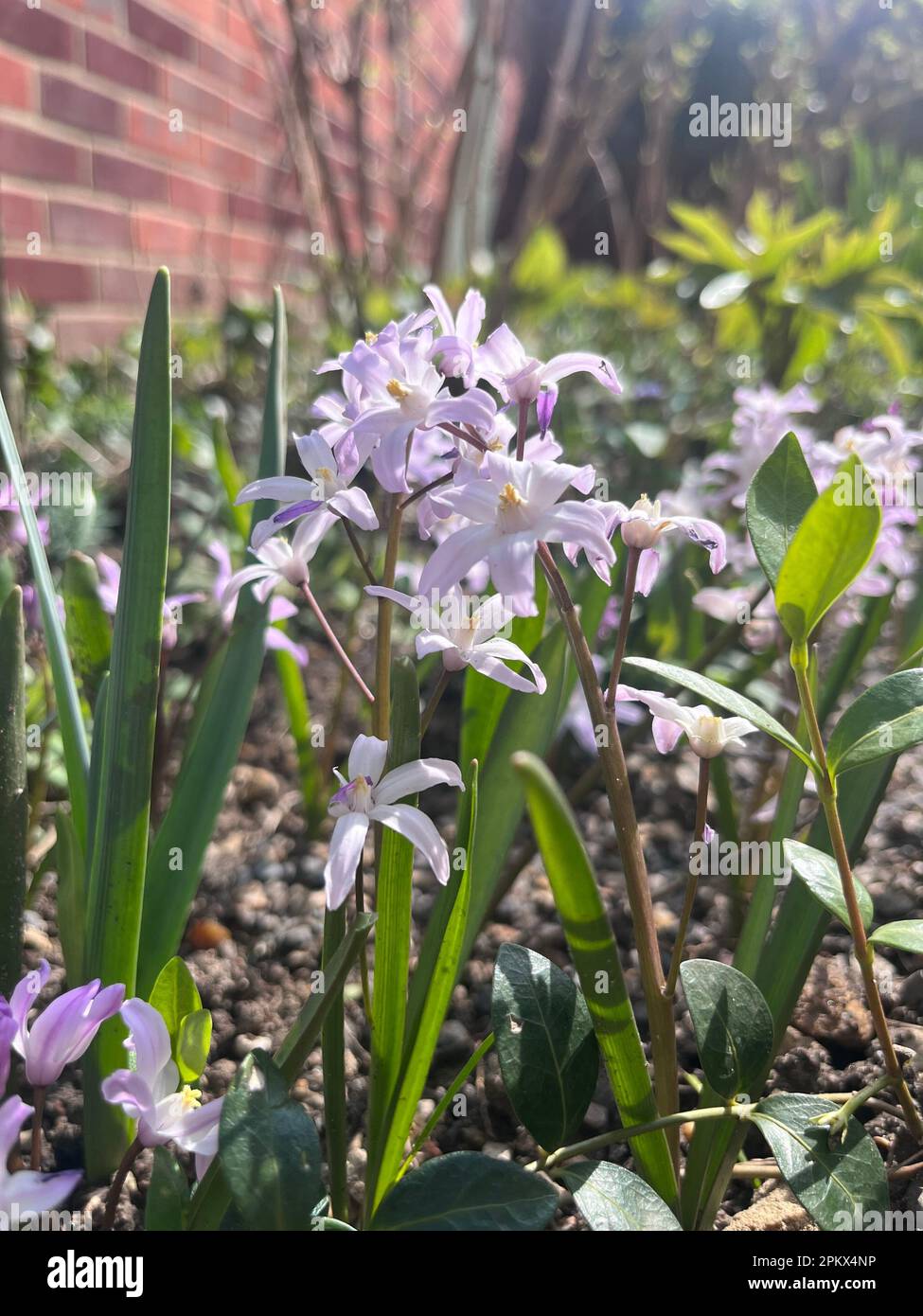 Details von blasslila Blüten in voller Blüte. Stockfoto