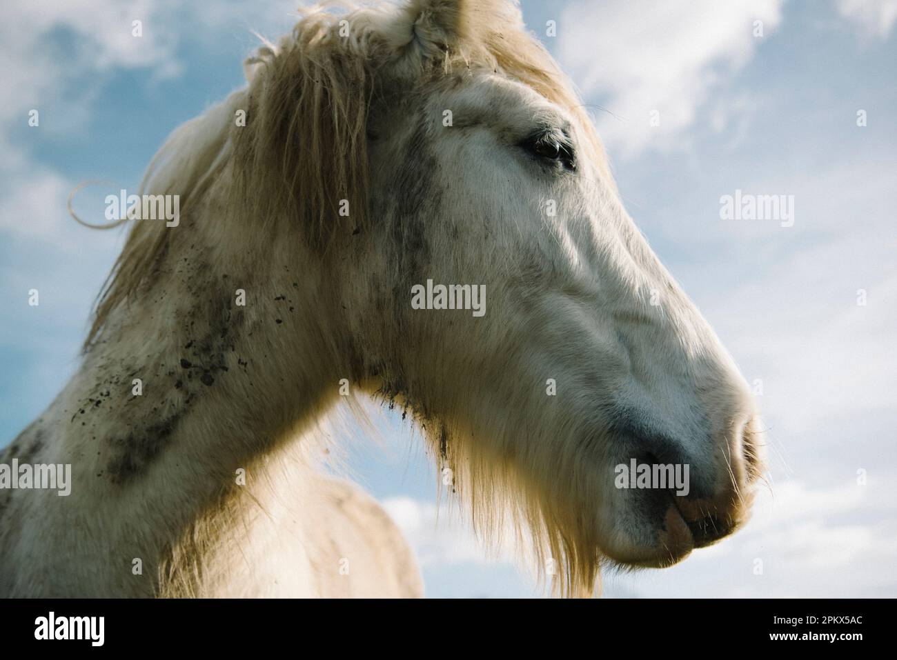 Atemberaubendes weißes Pferd bei Sonnenuntergang in der Normandie, Frankreich Stockfoto