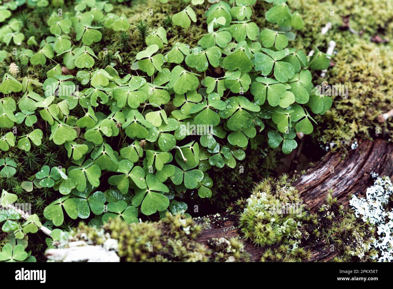 Klee und Moos im Stamm Stockfoto