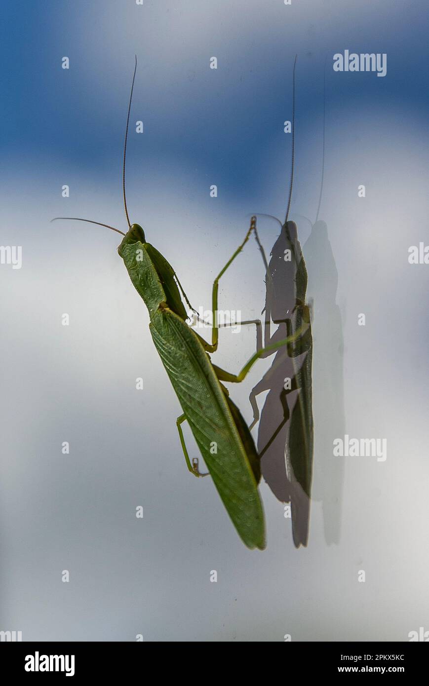 Australian Garden Betying Mantid, Orthodera ministralis und seine Reflexion auf einem Fenster auf einem Queensland-Fenster. Grünes Insekt, das sehr ruhig bleibt. Stockfoto