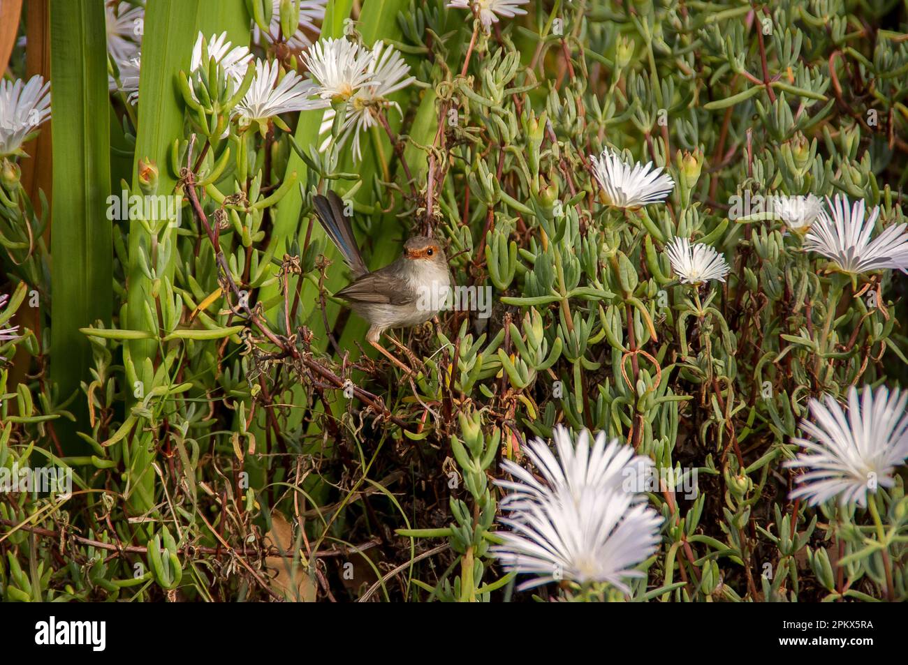 Australische weibliche Superb Fairy Wren, Marulus cyaneus, im weißen blühenden Schweinefleisch (Mesembryanthemum crystallinum) im Queensland Garden. Stockfoto