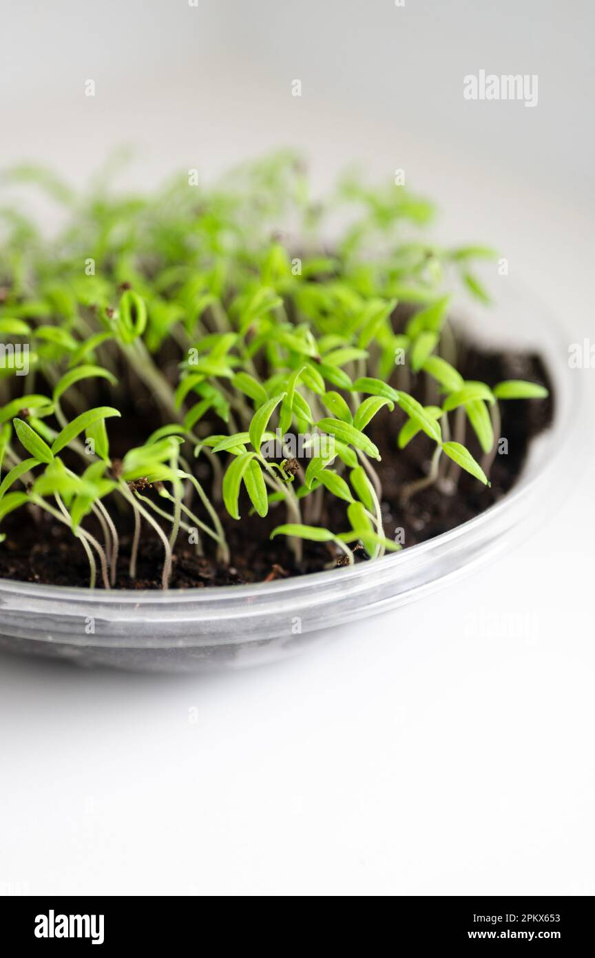 Tomaten-Sämling auf Küchentheke in Kunststoff-Tuppergeschirr Stockfoto