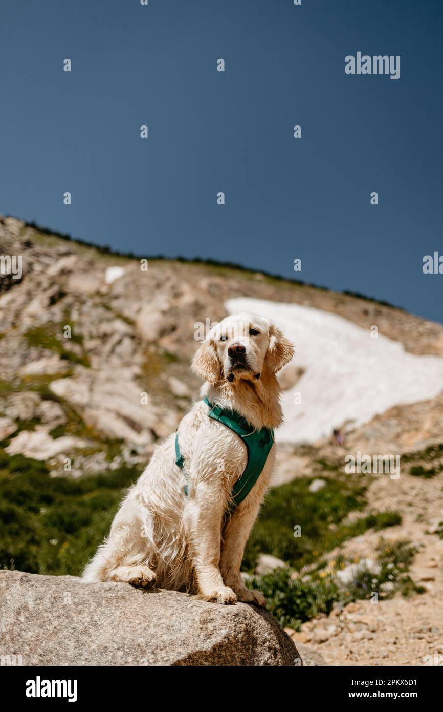 Young Cream Golden Retriever Wanderung in den Colorado Mountains Stockfoto