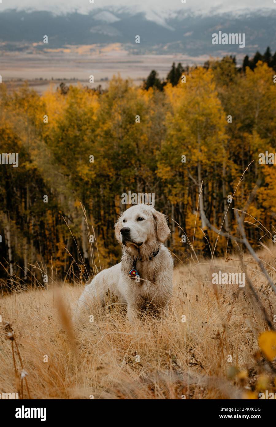 Young English Cream Golden Retriever in Colorado Autumn Aspen Trees Stockfoto