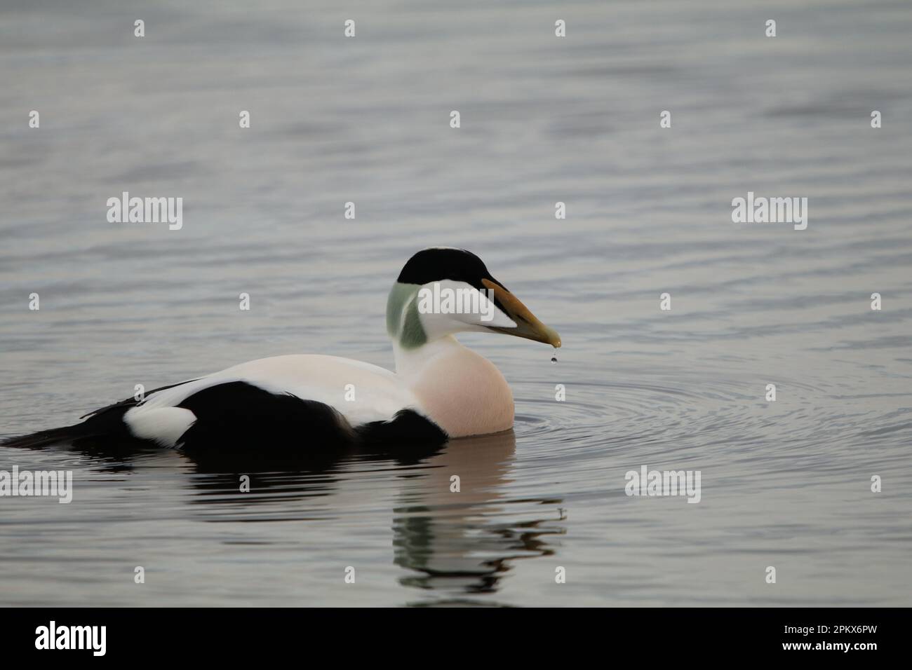 Schwimmen mit Eider in der Findhorn Bay in Schottland. Stockfoto