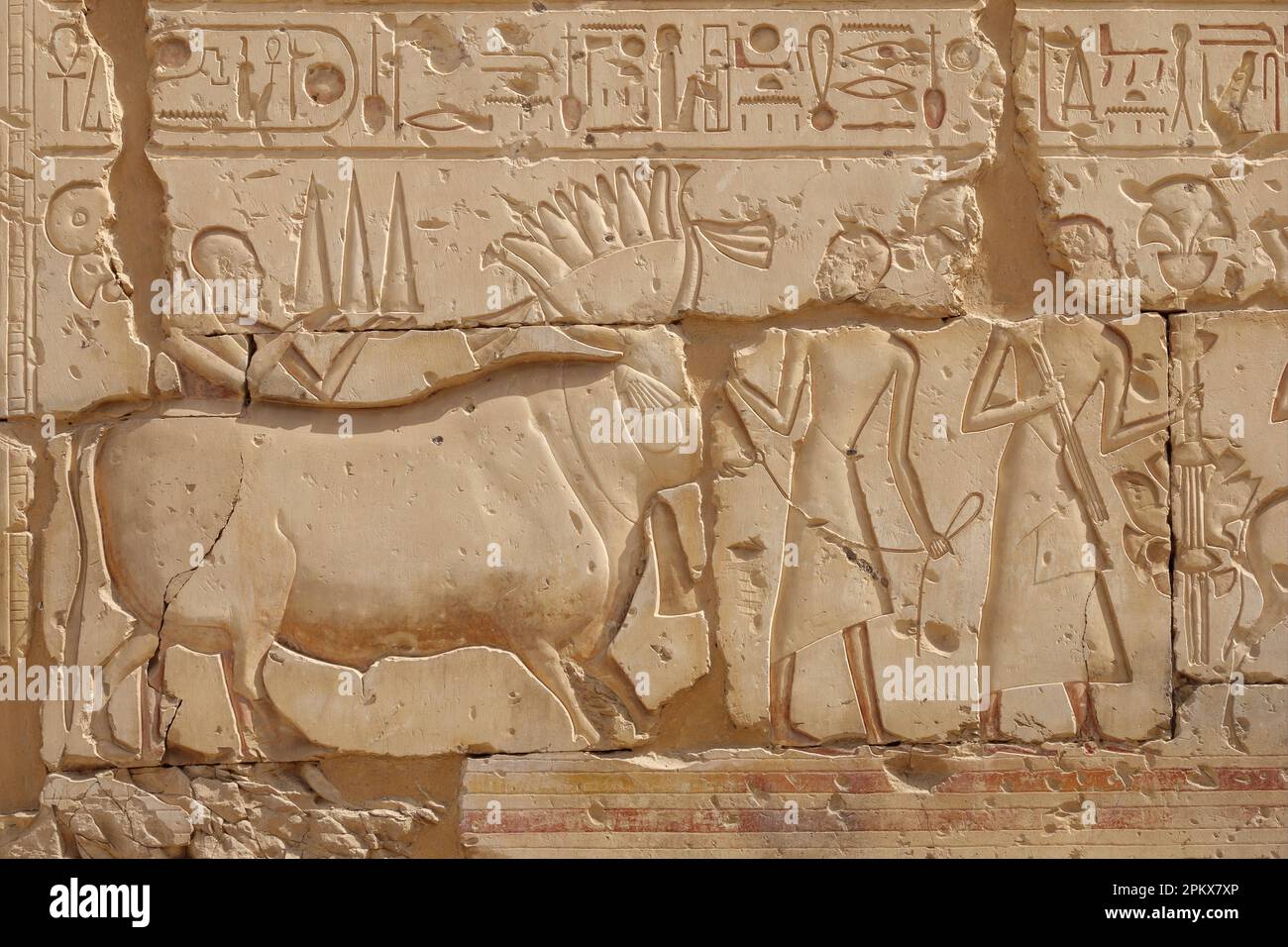 Heilige Stierkultur im Tempel von Ramesses II. In der Nähe des Tempels von Seti I in Abydos, Ägypten Stockfoto